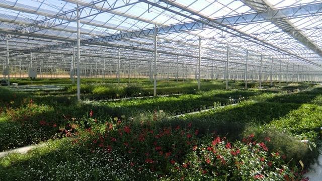 photo pépinières damien vivier