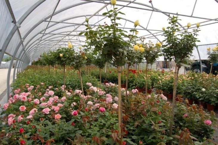 photo roseraies félix