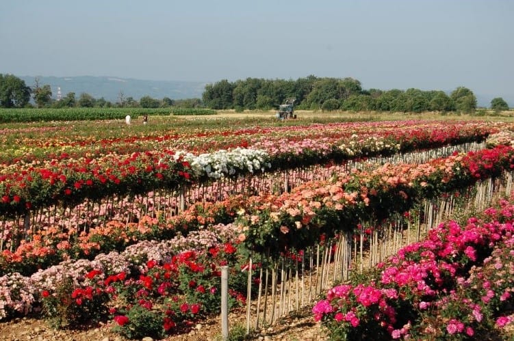 photo roseraies félix