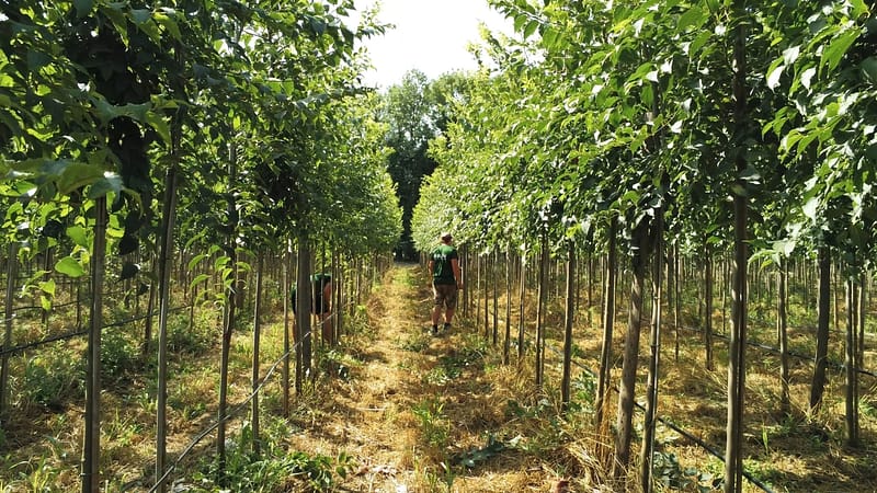 photo pépinières rouy