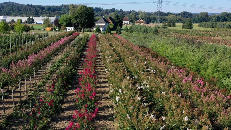 photo pépinières cholat