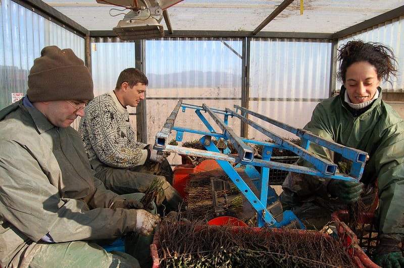 photo roseraies félix