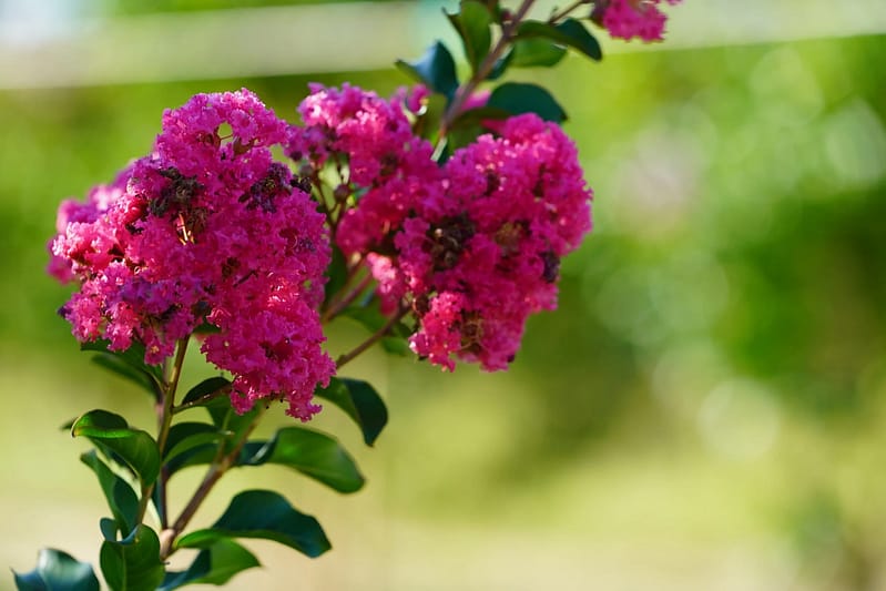 photo pépinières cholat