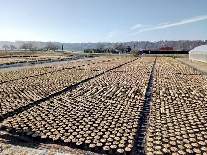 photo pépinières damien vivier