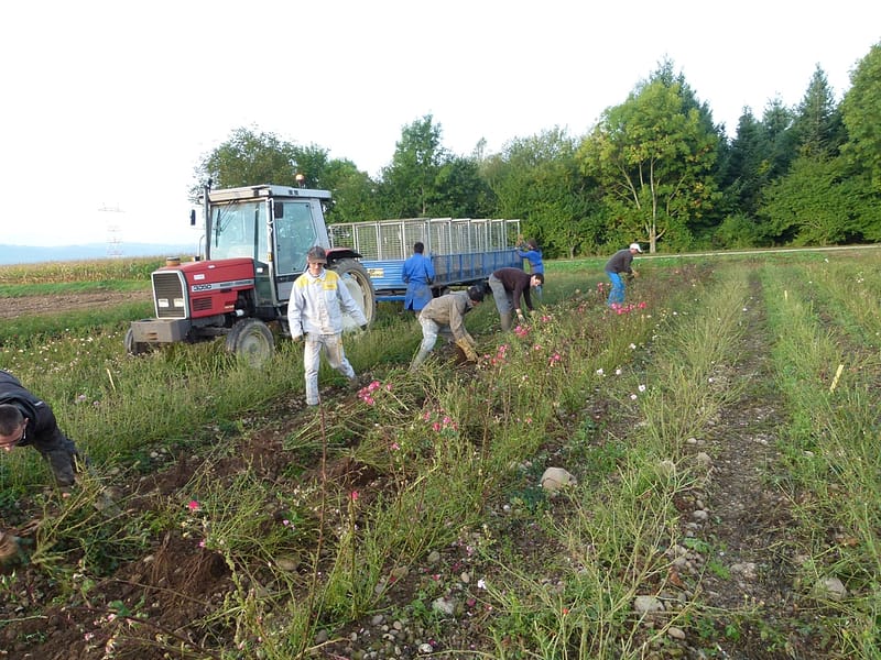 photo roseraies félix